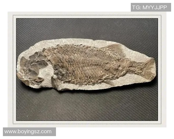 探索阿拉巴的历史与文化魅力,揭示其在现代社会中的独特地位与发展潜力